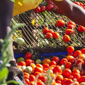 AGRICOLTURA BIOLOGICA PRODOTTO BIOLOGICO PRODOTTI BIOLOGICI PRODUZIONE BIO ECOSTENIBILE ECOSOSTENIBILI POMODORO POMODORI RACCOLTA
