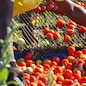 AGRICOLTURA BIOLOGICA PRODOTTO BIOLOGICO PRODOTTI BIOLOGICI PRODUZIONE BIO ECOSTENIBILE ECOSOSTENIBILI POMODORO POMODORI RACCOLTA