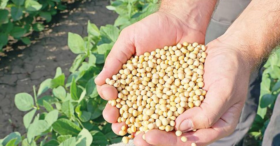 Soia strategica per Dop e biofuel: «Necessario un piano nazionale per produrne di più»