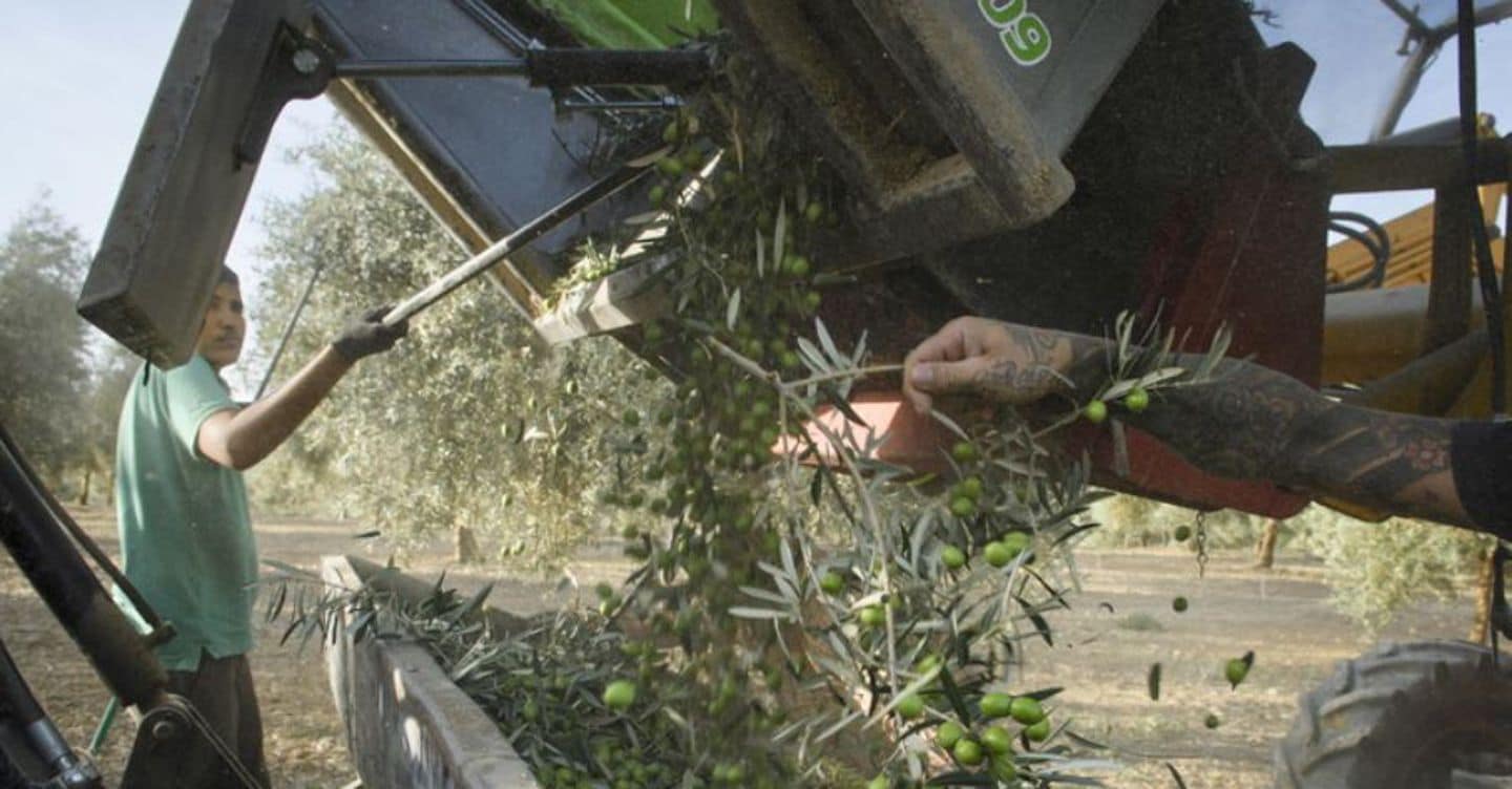 https://i2.res.24o.it/images2010/S24/Documenti/2025/07/05/Immagini/Ritagli/AGRICOLTURA-U12273876402Pkv-1440x752@IlSole24Ore-Web.JPG