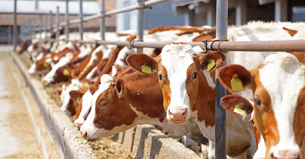 La filiera delle carni leader per valore nell’agroalimentare italiano