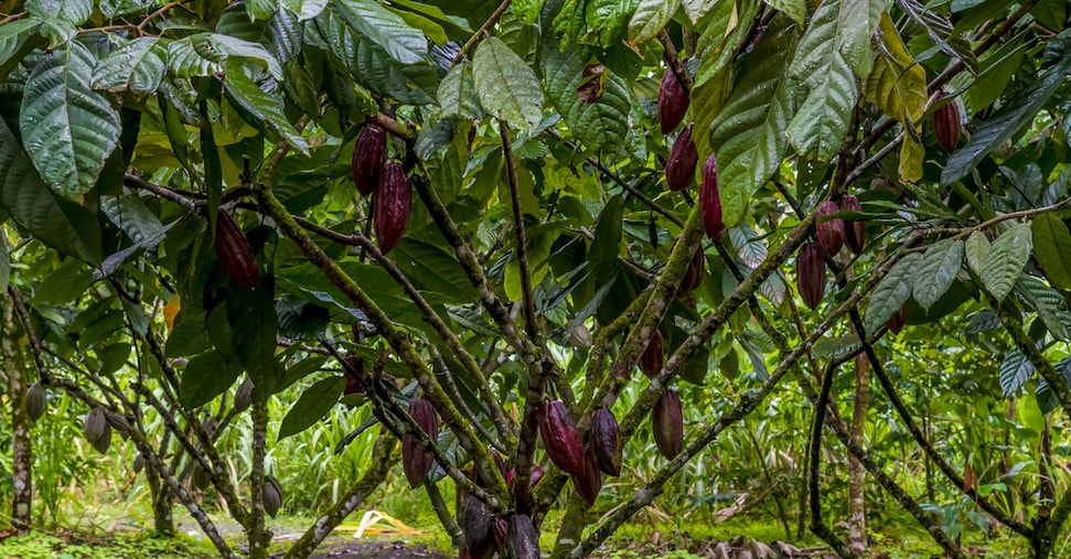 Crisi climatica e caro-cacao, start up cercano alternative alla cioccolata