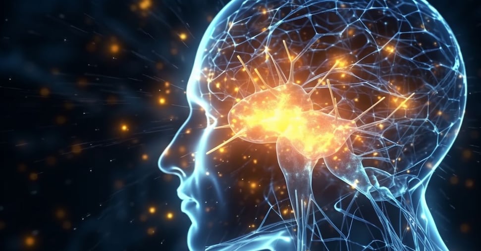 Il cervello si rigenera anche da adulti: scoperto un “serbatoio” di nuovi neuroni