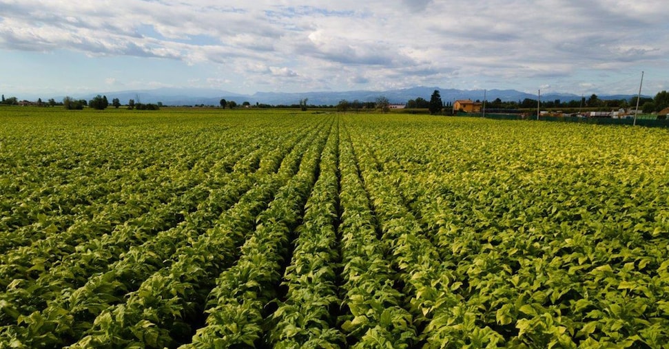 Philip Morris, l’intesa sul tabacco vale 150 milioni di Pil all’anno Philip Morris, l’intesa sul tabacco vale 150 milioni di Pil all’anno