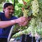 RACCOLTA DELL'UVA DA TAVOLA GRAPPOLO GRAPPOLI D'UVA  OPERAIO AGRICOLO OPERAI AGRICOLI,VIGNETO, VENDEMMIA, LAVORATORE, LAVORATORI, BRACCIANTE, BRACCIANTI