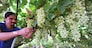 RACCOLTA DELL'UVA DA TAVOLA GRAPPOLO GRAPPOLI D'UVA  OPERAIO AGRICOLO OPERAI AGRICOLI,VIGNETO, VENDEMMIA, LAVORATORE, LAVORATORI, BRACCIANTE, BRACCIANTI