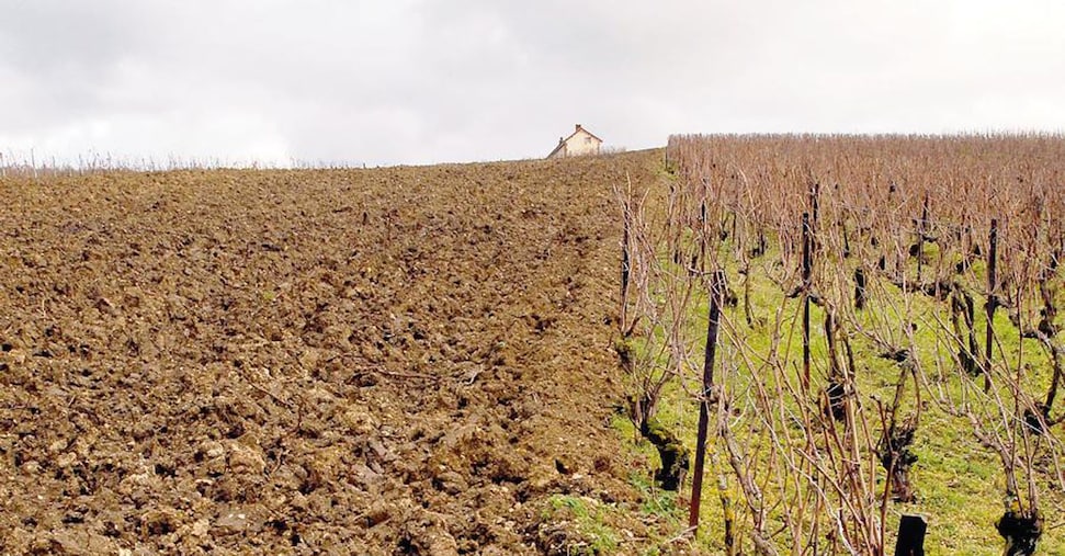 Troppo vino resta fermo in cantina: «Meno rese e stop agli impianti»