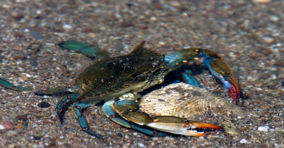 Il Mediterraneo che cambia: specie aliene, riscaldamento climatico e mari sempre più tropicali