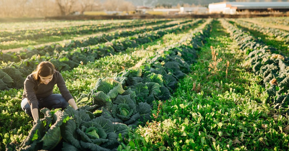 Agroecologia, l’Europa riparte dalle campagne per una crescita sostenibile e inclusiva
