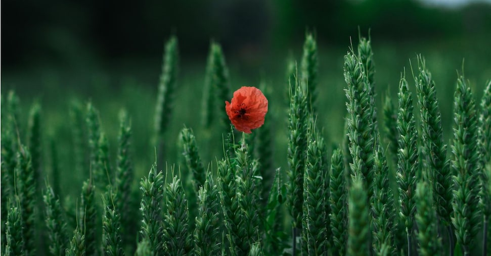 Ambienta acquisisce la spagnola Agronova Biotech Ambienta acquisisce la spagnola Agronova Biotech