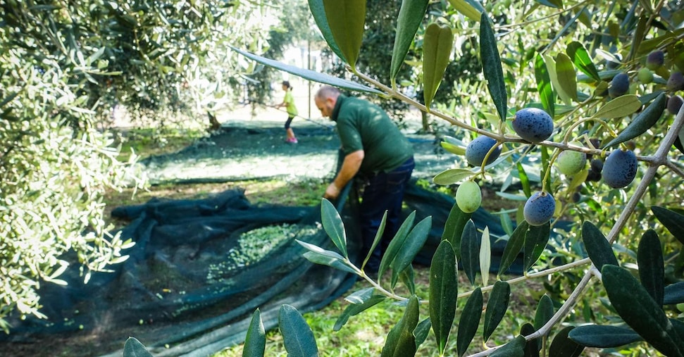 Coltivaitalia: piano da 1 miliardo per l’agricoltura
