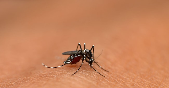 Asian tiger mosquito or Aedes albopictus at Mahabaleshwar in Maharashtra, India