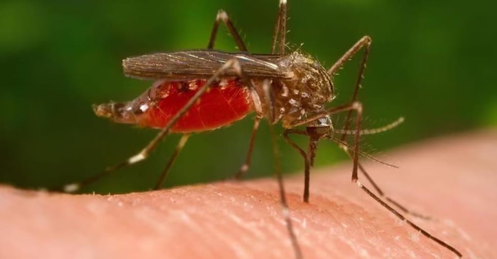 West Nile, un altro morto a Caserta: è il nono in Italia