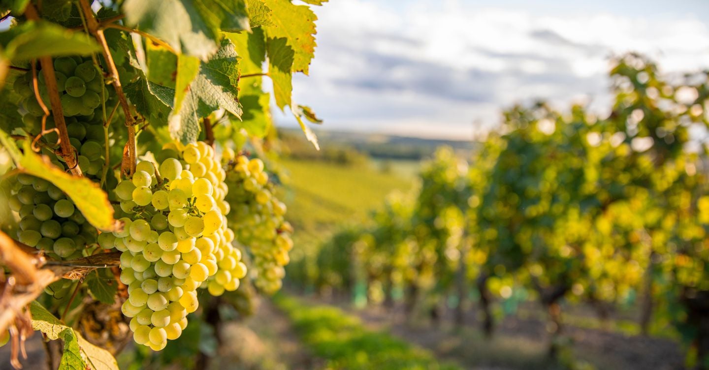 https://i2.res.24o.it/images2010/S24/Documenti/2025/08/01/Immagini/Ritagli/AdobeStock_1298943447_20250731155419-U32275232260xYm-1440x752@IlSole24Ore-Web.jpeg
