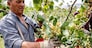 PISTACCHIO  PISTACCHI FRUTTA SECCA FRUTTO RACCOLTA RACCOLTO CONTADINO AGRICOLTORE PRODUTTORE