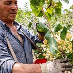 PISTACCHIO  PISTACCHI FRUTTA SECCA FRUTTO RACCOLTA RACCOLTO CONTADINO AGRICOLTORE PRODUTTORE