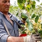 PISTACCHIO  PISTACCHI FRUTTA SECCA FRUTTO RACCOLTA RACCOLTO CONTADINO AGRICOLTORE PRODUTTORE