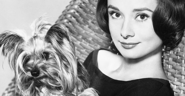 AUDREY HEPBURN Ritratto con il suo Yorkshire Terrier in miniatura MR. Foto pubblicitaria per LA STORIA DELLA SUORA 1959 regista FRED ZINNEMANN Warner Bros.