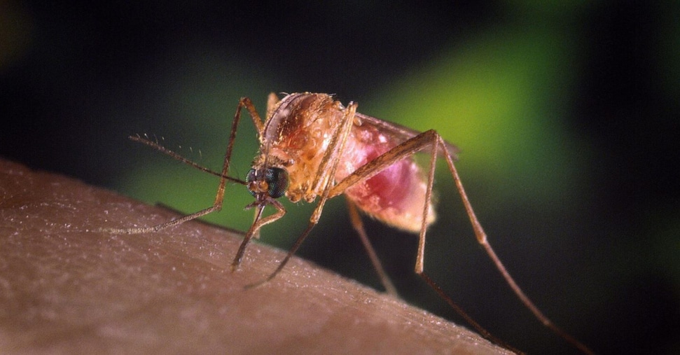 West Nile, altri due casi a Trento e nel Biellese: salgono a 170 le infezioni totali da inizio anno