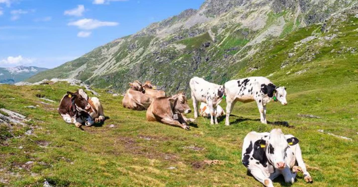 https://i2.res.24o.it/images2010/S24/Documenti/2025/08/12/Immagini/Ritagli/mucche-montagna-U14432852180dTD-1440x752@IlSole24Ore-Web.jpg