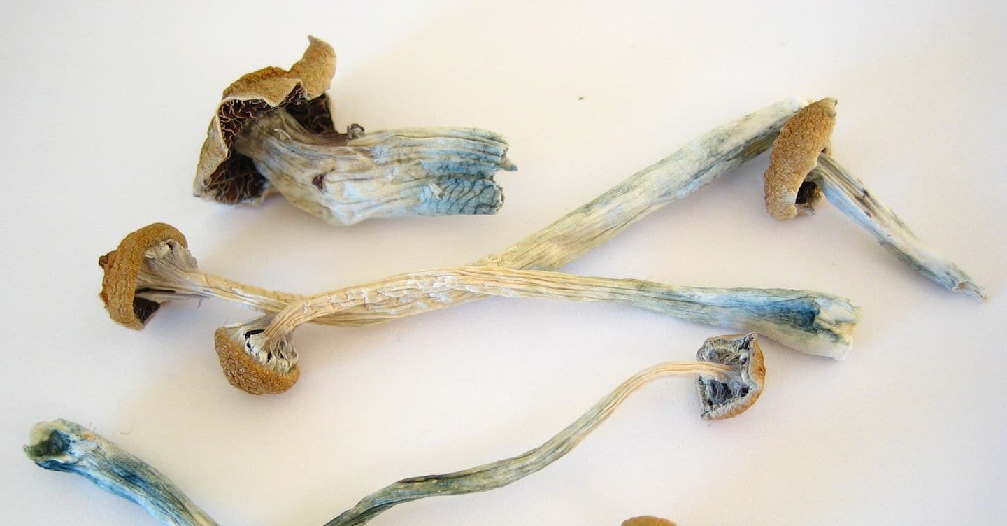 https://i2.res.24o.it/images2010/S24/Documenti/2025/08/13/Immagini/Ritagli/Dried_Cubensis-U43738788856Tit-1440x752@IlSole24Ore-Web.jpg