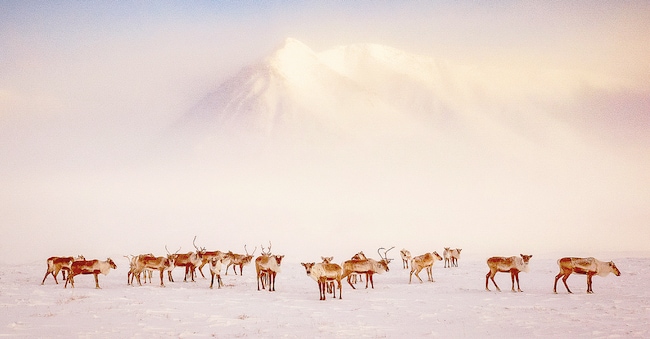 Siena Awards Photo Festival. Undicesima edizione del prestigioso appuntamento dedicato alla fotografia contemporanea. Katie Orlinsky, «Vanishing Caribou», Siena, Museo di Storia Naturale, dal 27 settembre al 23 novembre 2025 (Katie Orlinsky)