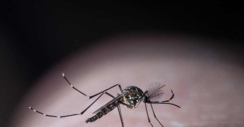 West Nile, 21 nuovi casi nel Lazio in quattro giorni