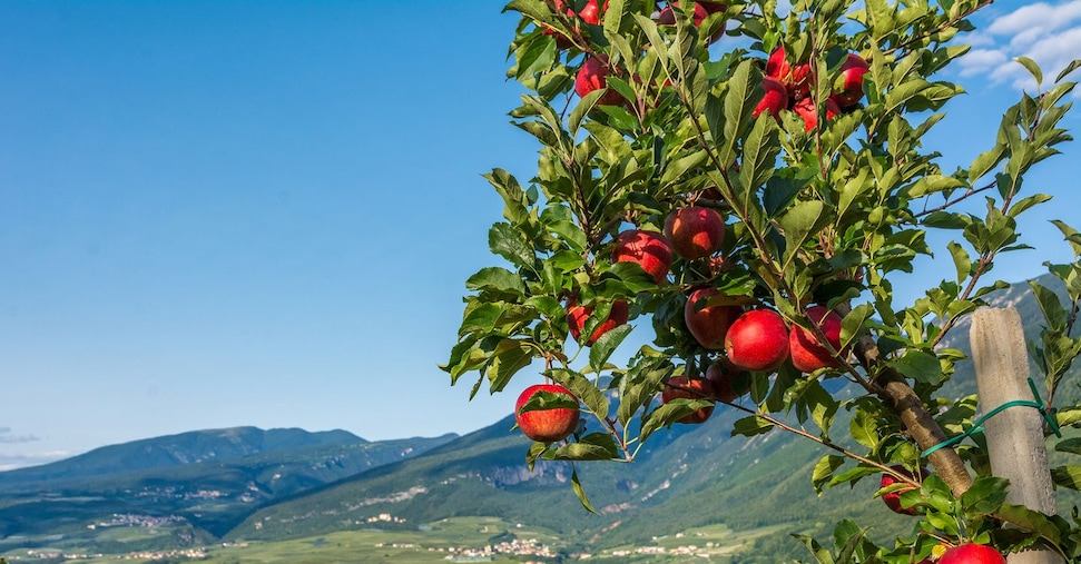 Mele trentine, via alla raccolta: la produzione cresce del 5% e si cercano 15mila stagionali