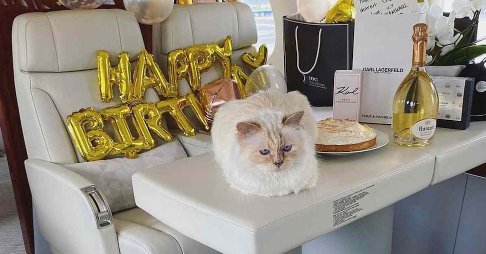 Trasporti facili per chi va in vacanza con cani o gatti Trasporti facili per chi va in vacanza con cani o gatti