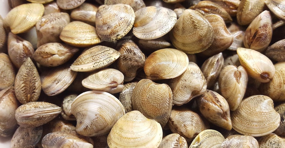 Molluschi, Regione Veneto in campo per la crisi Cam