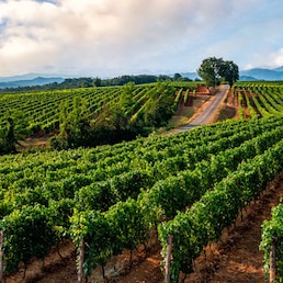PRODUTTORI DEL GAVI VIGNA VIGNETO FILARI UVA