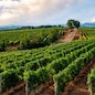PRODUTTORI DEL GAVI VIGNA VIGNETO FILARI UVA