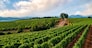PRODUTTORI DEL GAVI VIGNA VIGNETO FILARI UVA