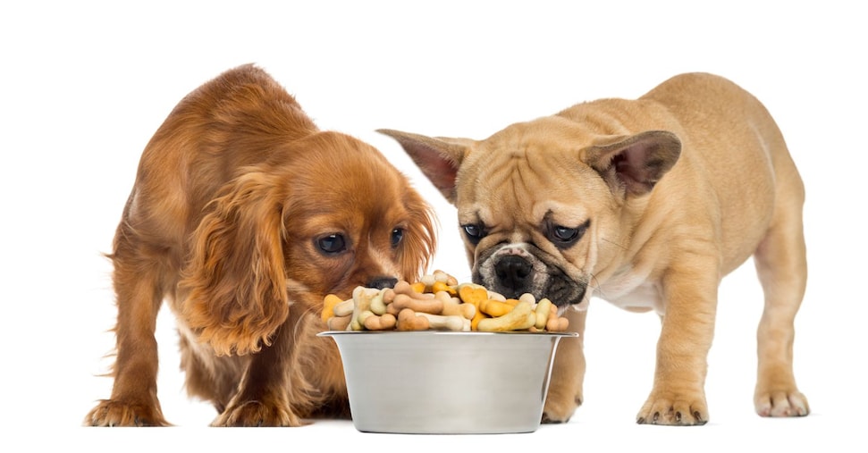 Per la ciotola di Fido gli italiani spendono 1,3 miliardi