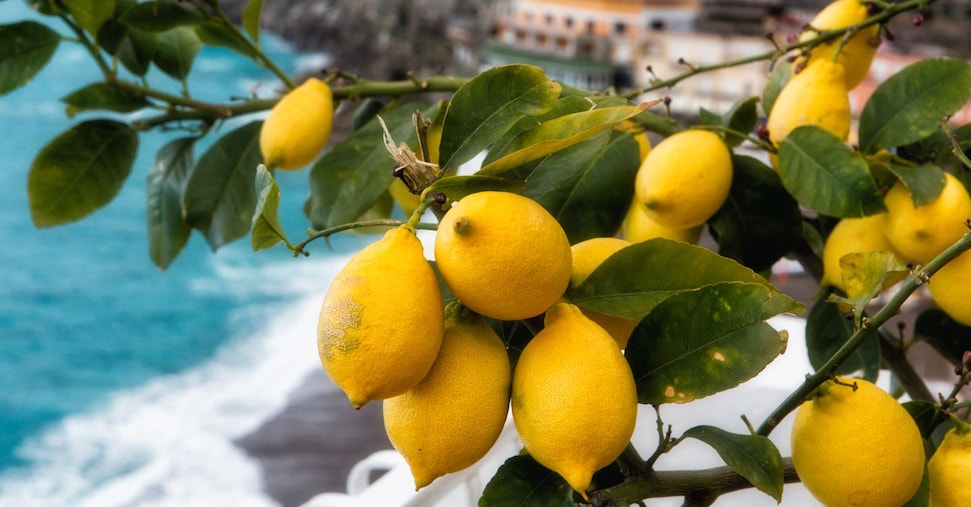 Limoneti di Amalfi: eccellenza agricola patrimonio Fao Limoneti di Amalfi: eccellenza agricola patrimonio Fao