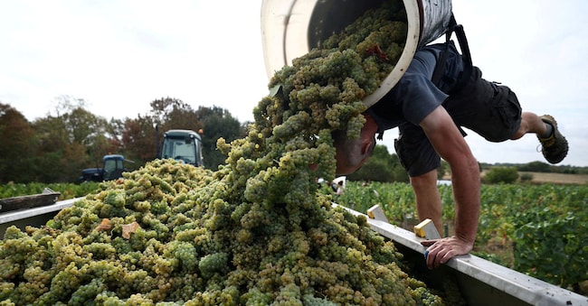 Vendemmia vicino Nantes, in Francia REUTERS/Stephane Mahe/File Photo