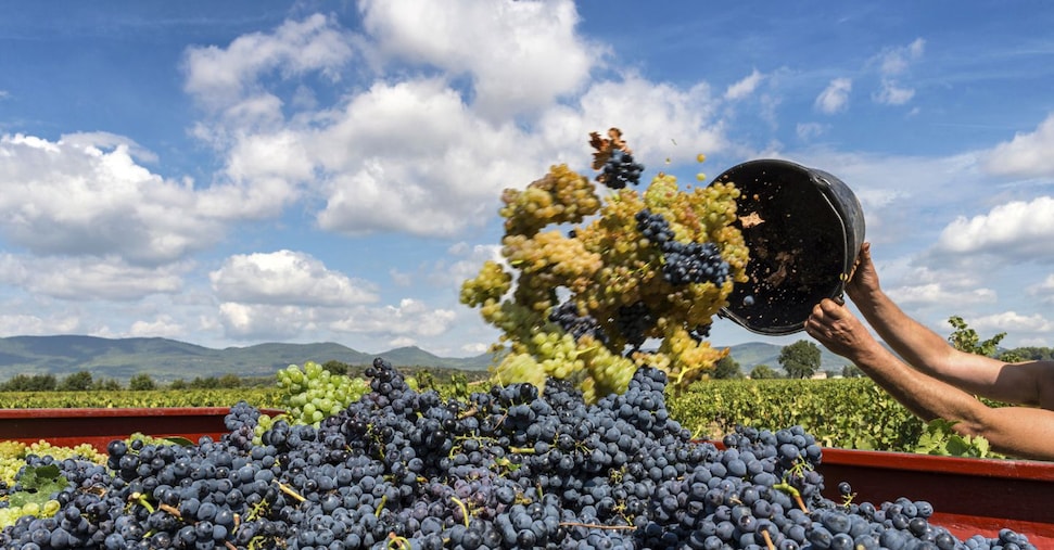 Tommasi cresce in Puglia: acquisite Tenuta Eméra e Cantina Moros