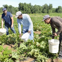 AZIENDA AGRICOLA BIOLOGICA, COLTIVAZIONE DI ZUCCHINE. RACCOLTA. PROPRIETARIO ITALIANO DEL CAMPO CON DUE LAVORATORI EXTRACOMUNITARI, INDIANI
AGRICOLTURA BIO BRACCIANTE BRACCIANTI