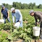 AZIENDA AGRICOLA BIOLOGICA, COLTIVAZIONE DI ZUCCHINE. RACCOLTA. PROPRIETARIO ITALIANO DEL CAMPO CON DUE LAVORATORI EXTRACOMUNITARI, INDIANI
AGRICOLTURA BIO BRACCIANTE BRACCIANTI