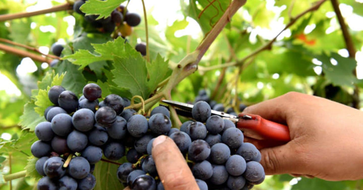 https://i2.res.24o.it/images2010/S24/Documenti/2025/09/07/Immagini/Ritagli/vendemmia-U02754378241Oxe-1440x752@IlSole24Ore-Web.jpg