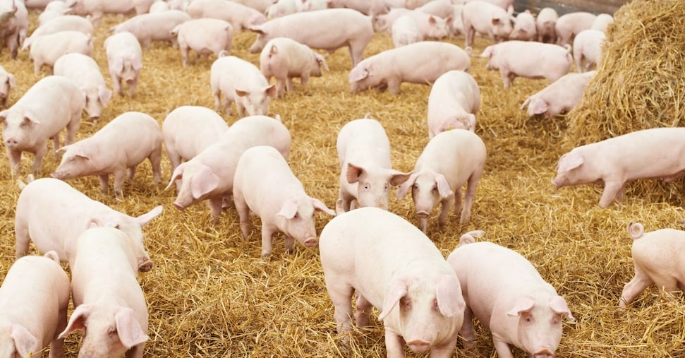 Dal 10 settembre la Cina bloccherà l’import di carne suina dall’Unione europea Dal 10 settembre la Cina bloccherà l’import di carne suina dall’Unione europea