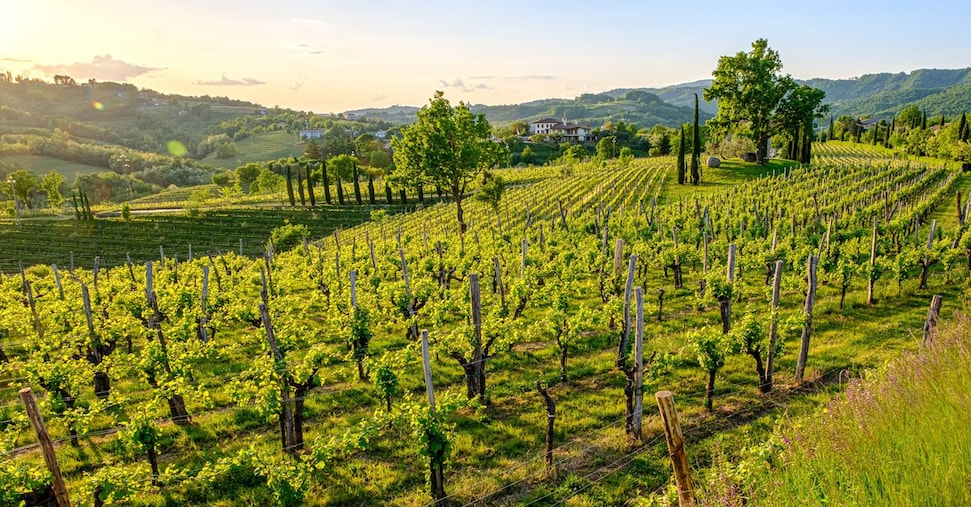 I colori del Collio Friuliano lungo gli itinerari della Grande Guerra I colori del Collio Friuliano lungo gli itinerari della Grande Guerra