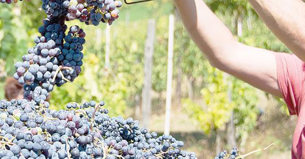 Vendemmia abbondante, Fedagri Confcoop: «Allarmi eccessivi, servono misure mirate» Vendemmia abbondante, Fedagri Confcoop: «Allarmi eccessivi, servono misure mirate»