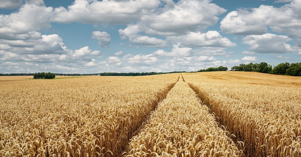 Grano, la caduta dei prezzi mette a rischio le semine Grano, la caduta dei prezzi mette a rischio le semine