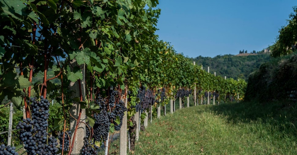 Vino, rimbalzo della vendemmia trainata dal Sud (dopo due anni di produzione in calo)
