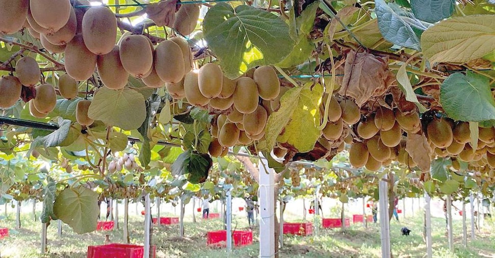 Frutta esotica risorsa strategica per l’agricoltura: a caccia del «nuovo kiwi»