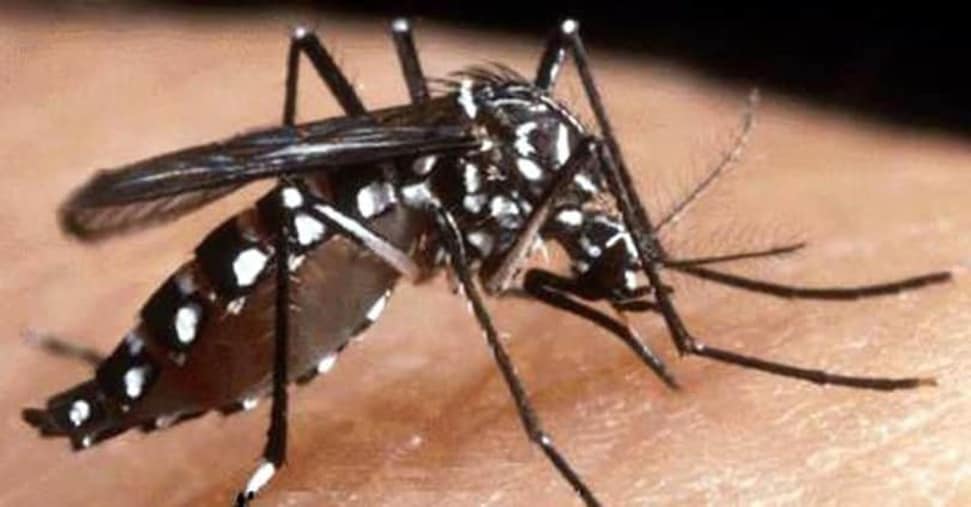 Chikungunya, salgono a 46 i casi nel veronese: stop alle sagre