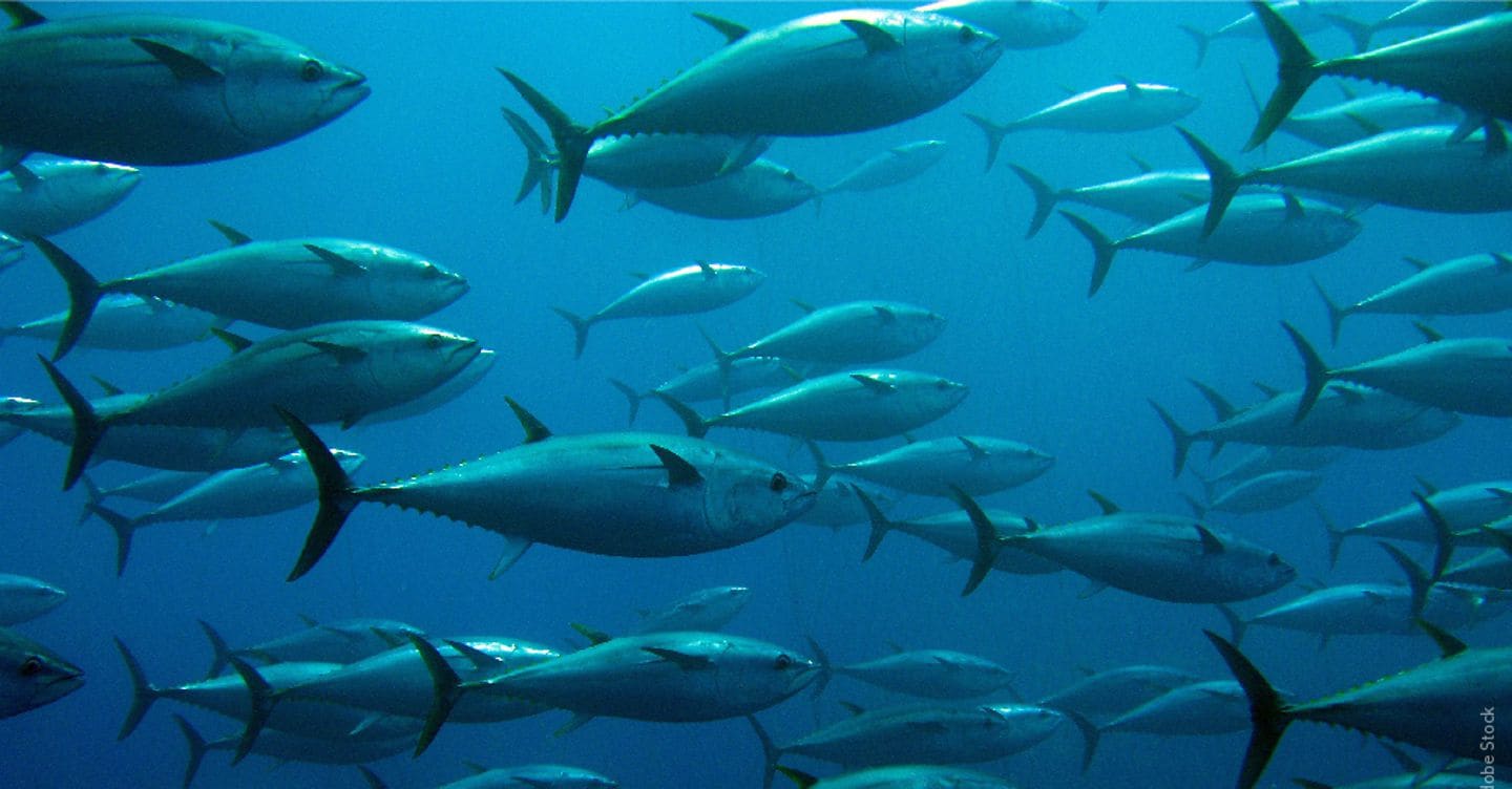 https://i2.res.24o.it/images2010/S24/Documenti/2025/09/16/Immagini/Ritagli/attivita-umane-specie-ittiche_credit-U26288458505mic-1440x752@IlSole24Ore-Web.jpg