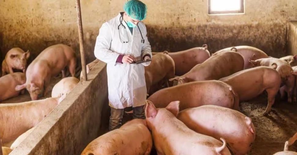 Peste suina, Ue toglie restrizioni in Piemonte e Lombardia