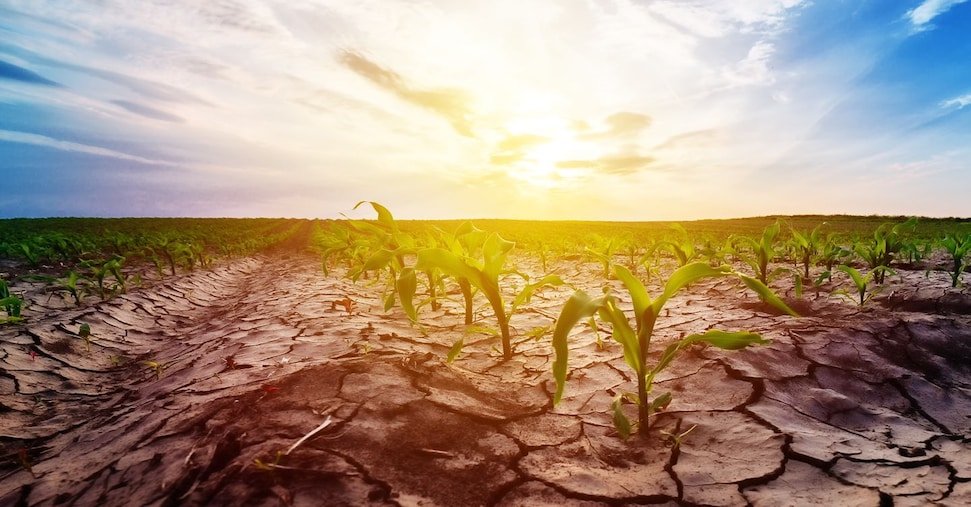 Settembre sembra agosto: i campi della Puglia sono sempre più senz’acqua